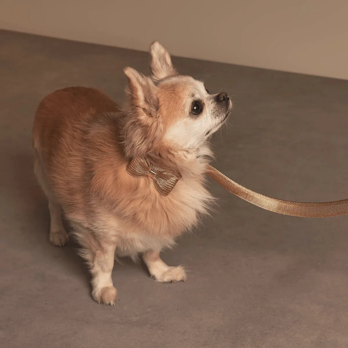 Meomari Bandettini Gold Tone Dog Collar